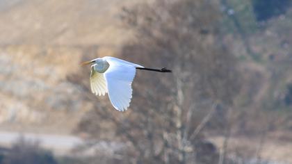 Büyük ak balıkçıl
