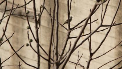 Karabaşlı ötleğen