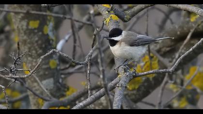 Akyanaklı baştankara