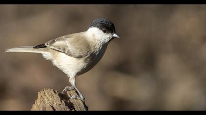 Kayın baştankarası
