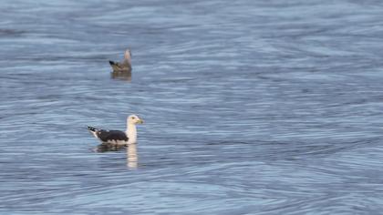 Büyük karasırtlı martı