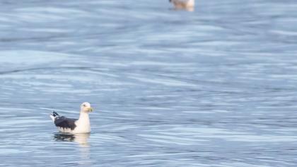 Büyük karasırtlı martı