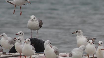 Küçük gümüş martı