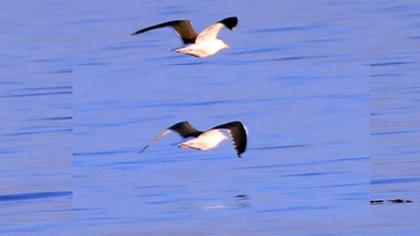 Büyük karasırtlı martı