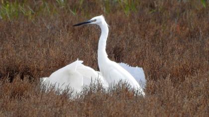 Küçük ak balıkçıl