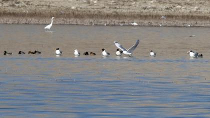 Büyük karabaş martı