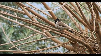 Akyanaklı arapbülbülü