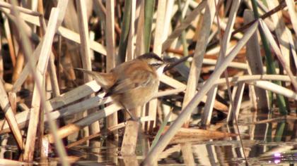 Bıyıklı kamışçın