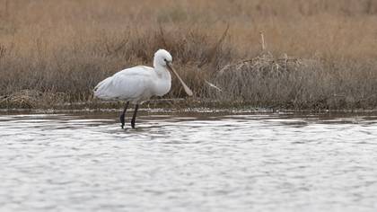 Eurasian Spoonbill