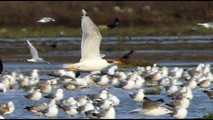 Büyük karabaş martı
