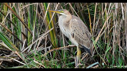 Erguvani balıkçıl