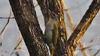 Küçük yeşil ağaçkakan