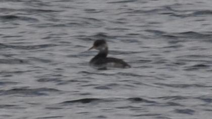 Kızılboyunlu batağan