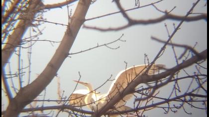 Büyük ak balıkçıl