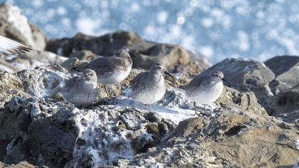 Red Knot