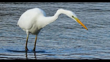 Büyük ak balıkçıl