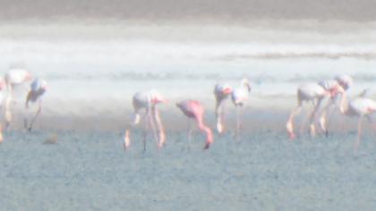 Küçük flamingo