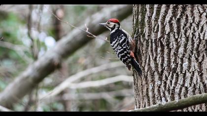 Aksırtlı ağaçkakan
