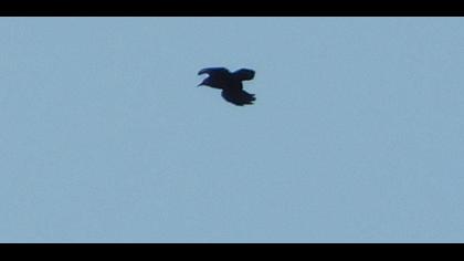 Kırmızıgagalı dağ kargası