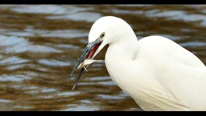 Küçük ak balıkçıl
