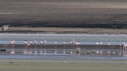 Küçük flamingo