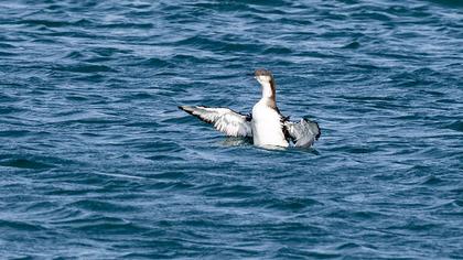 Karagerdanlı dalgıç