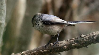 Uzunkuyruklu baştankara