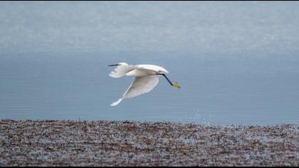 Küçük ak balıkçıl