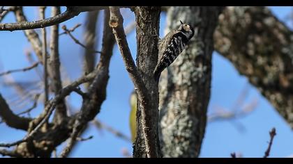 Küçük ağaçkakan