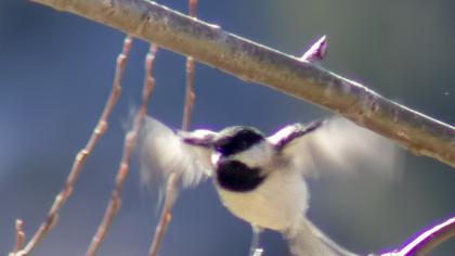 Akyanaklı baştankara