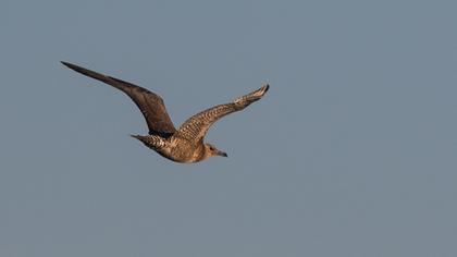 Kütkuyruklu korsanmartı