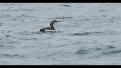 Karagerdanlı dalgıç