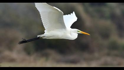 Büyük ak balıkçıl
