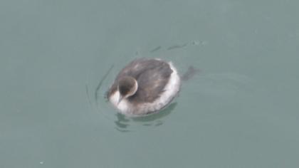 Karaboyunlu batağan