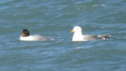 Van gölü martısı