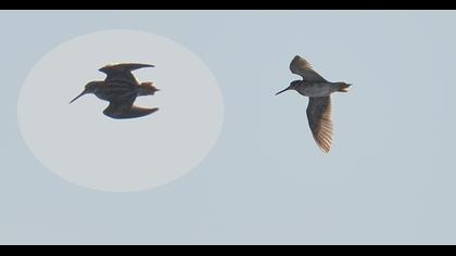 Küçük suçulluğu