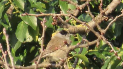 Karabaşlı ötleğen