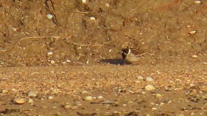 Bataklık Kirazkuşu