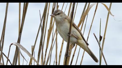 Büyük kamışçın