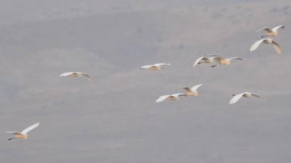 Büyük ak balıkçıl