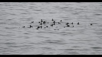 Karaboyunlu batağan