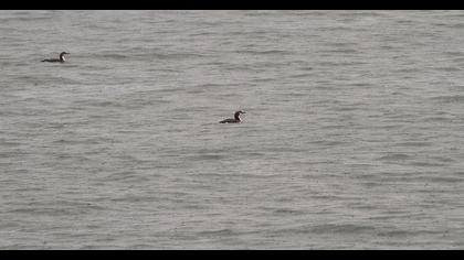 Karagerdanlı dalgıç