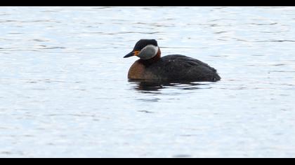 Kızılboyunlu batağan