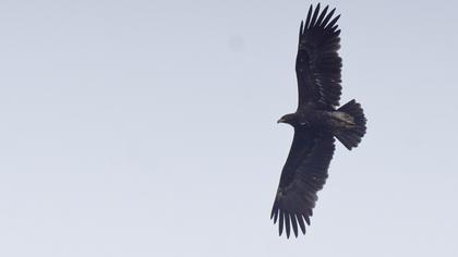 Büyük orman kartalı