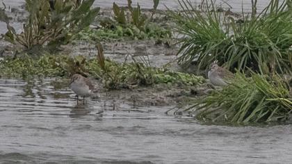 Karakarınlı kumkuşu