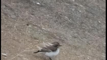 Aksırtlı kuyrukkakan