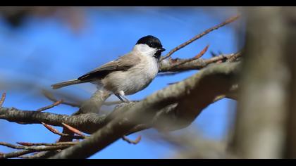 Kayın baştankarası