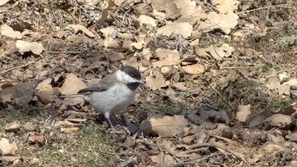 Akyanaklı baştankara