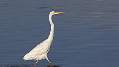 Büyük ak balıkçıl
