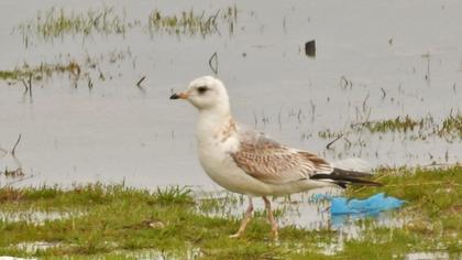 Küçük gümüş martı
